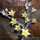 Graptoveria cv. Titubans (Graptopetalum paraguayense x Echeveria derenbergii)