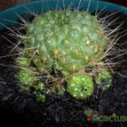 Collecion de Bruja Valentina
