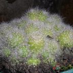 Collecion de Bruja Valentina