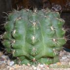 Collecion de Bruja Valentina