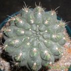 Collecion de Bruja Valentina