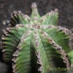 Collecion de Bruja Valentina