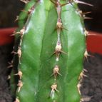Collecion de Bruja Valentina