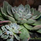 Collecion de Bruja Valentina