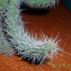 Collecion de Bruja Valentina