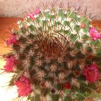 Collecion de Bruja Valentina