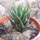 Aloe perfoliata 