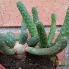 Euphorbia gorgonis  