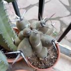 Collecion de CARLOS7