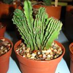 Euphorbia abyssinica fma. crestada