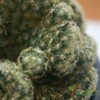 Collecion de Cactilio