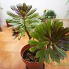 Collecion de Cactilio