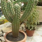 Collecion de Cactus-Uirapuru