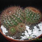 Collecion de Cactus-Uirapuru