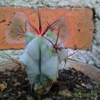 Echinocactus platyacanthus