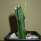 Collecion de CactuseroJunior