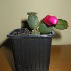 Collecion de CactuseroJunior