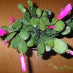 Collecion de CactuseroJunior