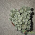 Collecion de CactuseroJunior