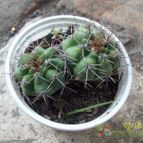 Collecion de Cardo