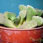 Collecion de Cardon