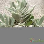 Collecion de Carina17f