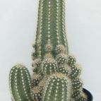 Collecion de Carles