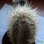 Collecion de Cathara