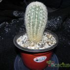 Collecion de Celegorm