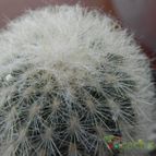 Collecion de Celegorm