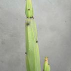 Euphorbia weberbaueri