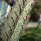 Cereus spegazzinii