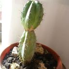 Collecion de Ceviga