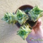 Collecion de Ceviga