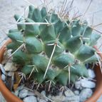 Collecion de Ceviga