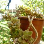 Collecion de Ceviga