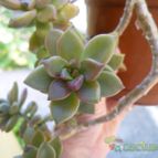 Collecion de Ceviga
