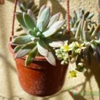 Collecion de Ceviga