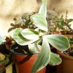 Collecion de Ceviga