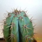Collecion de Ceviga