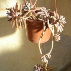 Collecion de Ceviga