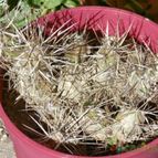 Collecion de Ceviga