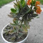 Collecion de Ceviga