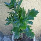 Collecion de Ceviga