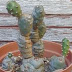 Collecion de Ceviga
