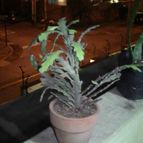 Collecion de Cheyenne