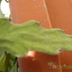 Collecion de Cheyenne