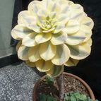 Aeonium decorum cv. Sunburst