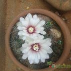 Collecion de Cinthia