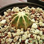 Collecion de Conelithops